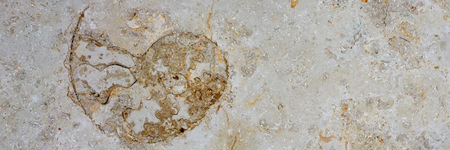graniti marmi fossili