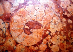 Rosso Verona con fossile